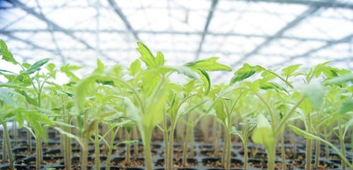 茄子种植先育苗再移栽,选择健壮的幼苗有助于高产