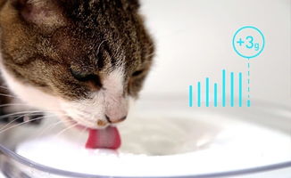 给猫咪专用饮水机,当个合格的猫奴