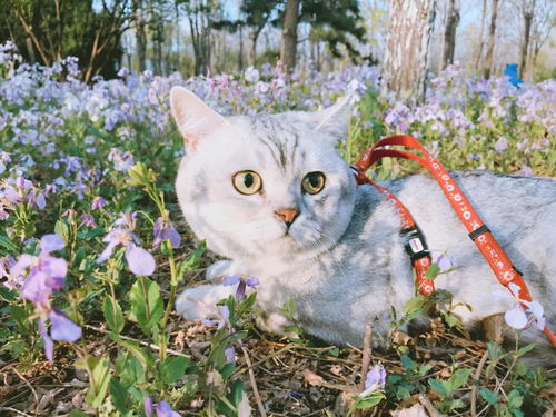 养猫人最关心的问题来啦 哪些猫疾病可传染人类