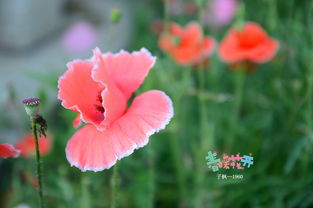 花色花香词语解释_作文玫瑰花,写花的花形、花色、花香、想像？