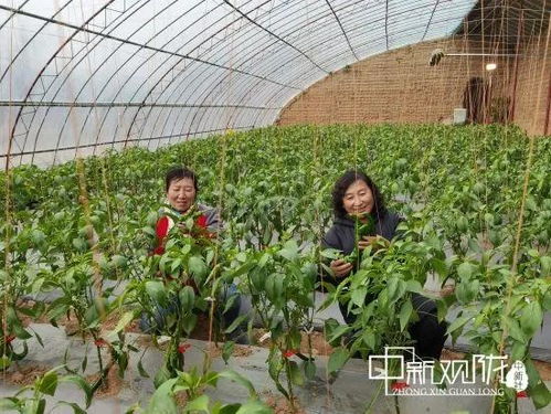 崆峒区冬季蔬菜保供稳价