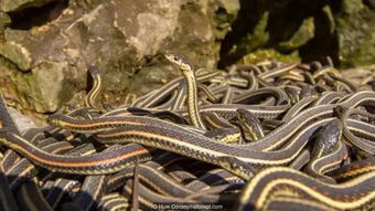 性嗜食的蛇类交配 上百条雄蛇盘绕成球被雌蛇吞噬