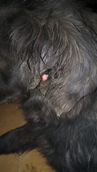 狗狗耳朵上面长了一个肉色的小肉瘤 时不时的流血 