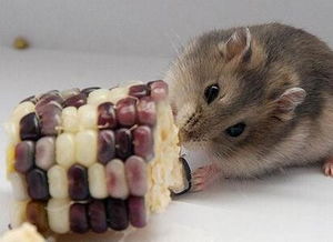 仓鼠可以吃什么食物 水果 蔬菜 仓鼠吃什么东西会死