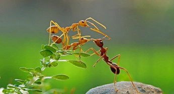 吃了活蚂蚁有什么功效与作用