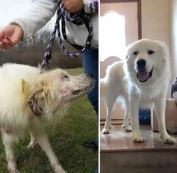 adopcion perros asturias
