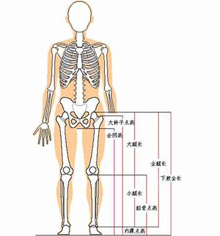 腿长从哪儿量到哪儿图片