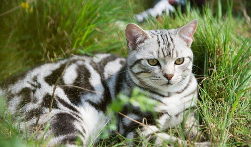 全球十大体味最轻的猫星人