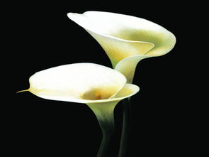 白色马蹄莲的花语和寓意代表什么意义,暖房送什么花寓意好？