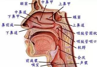 如何区分前后鼻音 