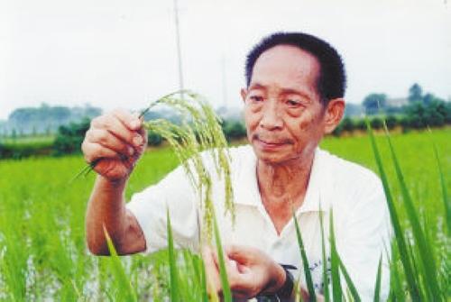 袁隆平水稻是否转基因,水稻之父袁隆平简介资料事迹身价值多少亿