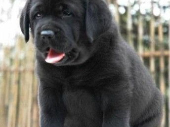 图 广州狗场出售纯种大型犬黑色咖啡色导盲犬拉布拉多宠物 深圳宠物狗 