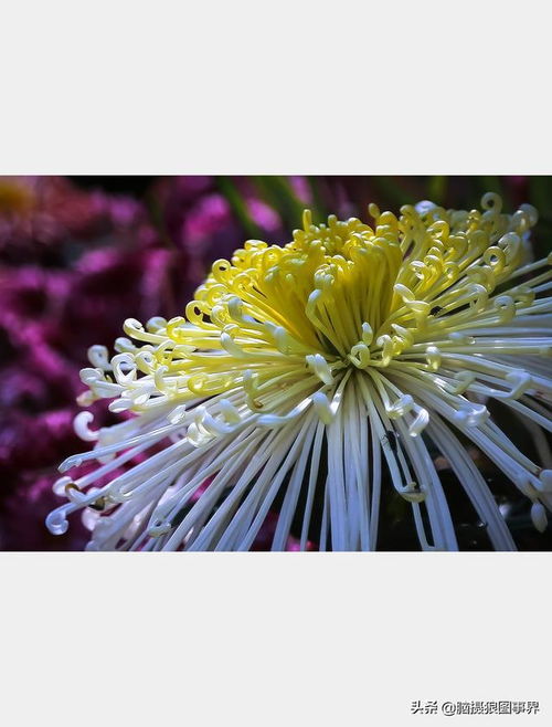 菊花摄影,如何才能拍出菊花的质感和美感 光影的运用很关键