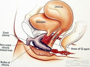 引起女士性欲过强的疾病