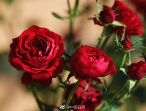 云南省农科院培育出玫瑰新品种 命名为 昂山素季玫瑰 