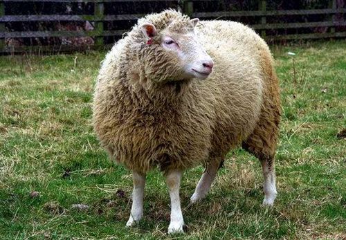 20多年前克隆出多莉羊,为何不克隆人 看看羊的下场,让人背后发凉
