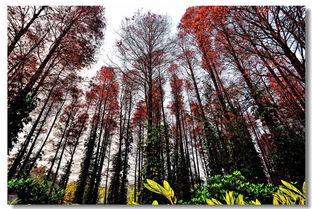 红杉树是什么树种长的什么样子,红杉树能活多少年？