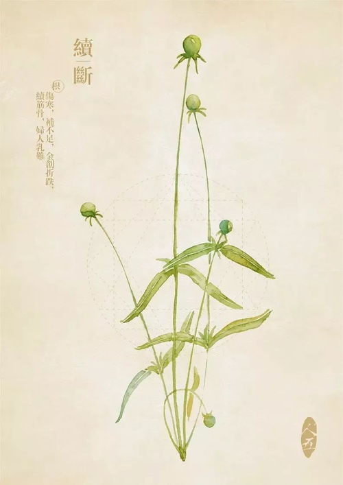 世上最美的 花草手绘 ,吹来别样的清爽风