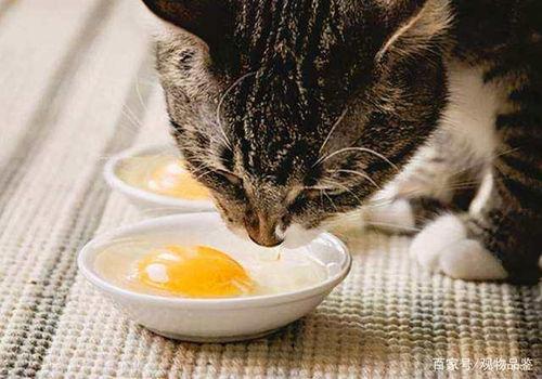 鸡蛋蛋黄的营养丰富,不知猫是否喜欢吃蛋黄,猫吃蛋黄不