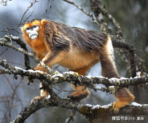 生肖猴 明日开始大喜特喜,百年难一遇,在忙也要看完