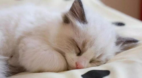 为什么猫咪都不睡在猫窝里,却总要和人类挤一张床呢