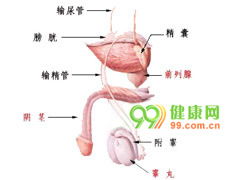 男人精子少是什么原因引起的呢?