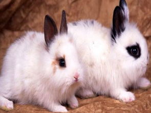兔子尿对人的危害,兔子尿对人的危害氮气