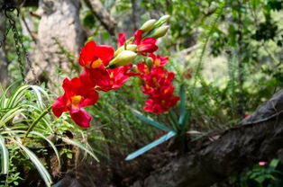 图片中红色的花叫什么名字 