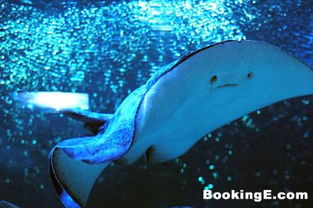 香港海洋公园鲨鱼馆的相片 