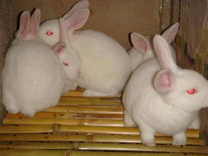 桂林野兔品种有哪些
