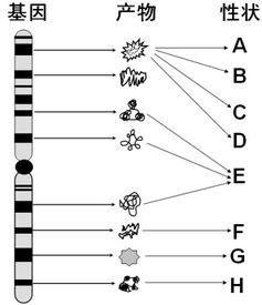 摩尔根如何测定基因在染色体上的位置 