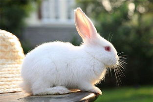 兔子最怕十二生肖什么动物叫声？