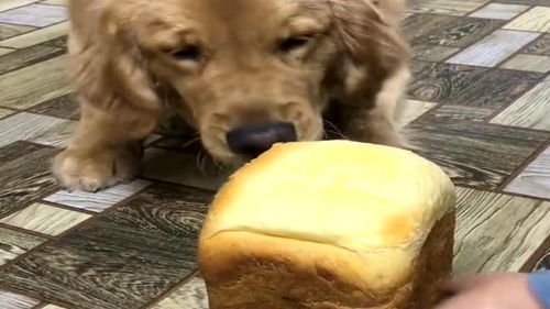 这狗子也太不挑食了,这么大的面包都吃的这么香 