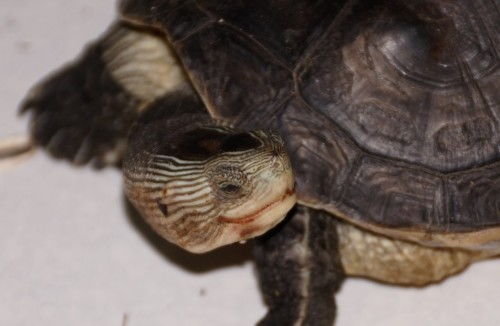 这是什么品种的乌龟 年龄多大 是否一公一母 