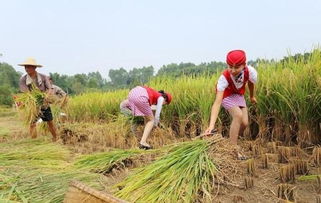 全面解析：各大平台的查重标准与要求