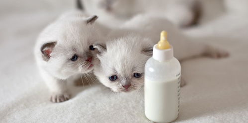 猫咪真的不能喝牛奶吗 能喝舒化奶吗 