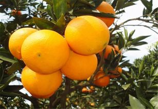 在橙子的种植过程中,有哪些注意事项