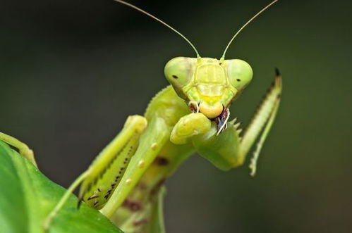 母螳螂吃公螳螂是为了生孩子 真相让人大跌眼镜