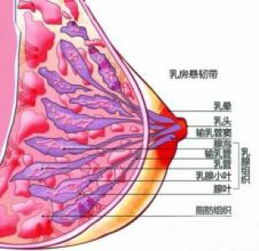 乳腺囊肿,你不可不知的几点 