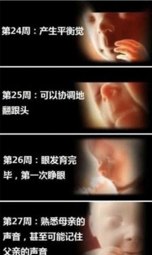 一个胎儿形成的全过程,9张高清过程图带你了解,感受生命的神奇 