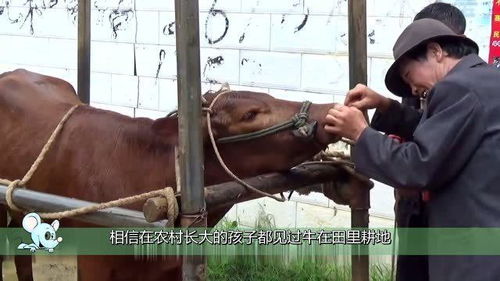 穿牛鼻子要趁牛没长大的时候,否则谁也制不住牛脾气,太残忍了 