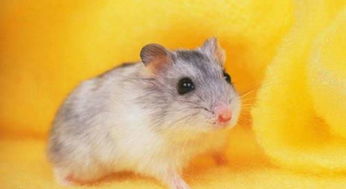 老鼠为什么爱咬电线,为什么呢真的是可恶,不妨来看看