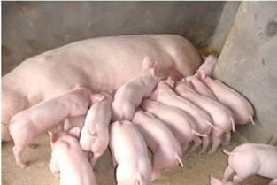 存栏100头母猪的猪场，有多少是盈利的