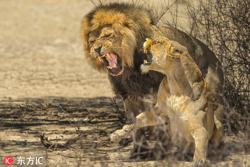 南非狮子公开秀恩爱 雄狮遭 女友 咬脖子