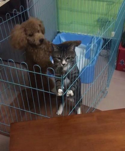 被和泰迪关在一个笼子里,猫咪痛不欲生 神啊,这次越狱必须成功