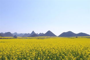 梦见油菜花