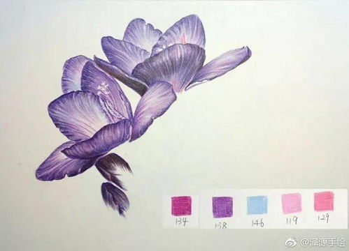 彩铅画入门花卉 零基础画一枝小苍兰,简单又漂亮花卉的彩铅画