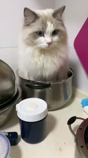铁锅炖猫咪 