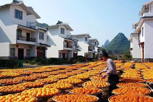 广西恭城柿子旅游(恭城柿子节游玩攻略)