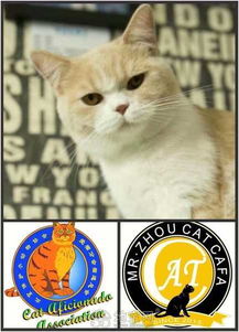 周先生 CFA CAA 名猫舍 幼猫出售啦 500元起售 确保纯种猫